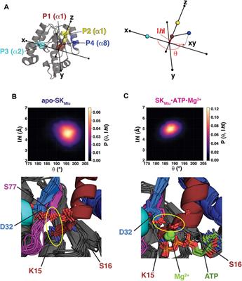 A Conserved Structural Role for the Walker-A Lysine in P-Loop Containing Kinases